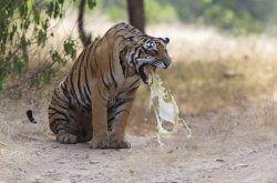 tiger puke Meme Template