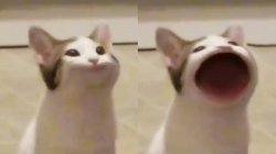 cat opening mouth Meme Template