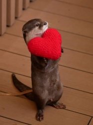 Otter Valentine Meme Template