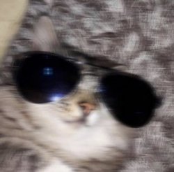 drip cat Meme Template