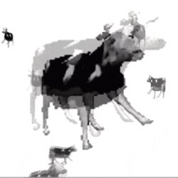 polish cow Meme Template