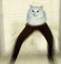 leg cat Meme Template