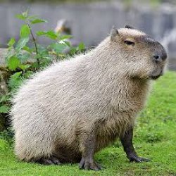 Capybara Meme Template