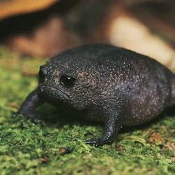 Grumpy Avocado Frog Meme Template