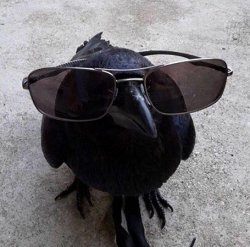 shitbird Meme Template