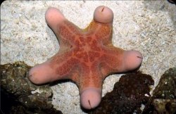 Starfish Meme Template