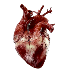 Corazón real humano 3D Meme Template