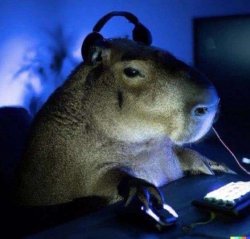gamer capybara Meme Template
