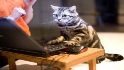 Gaming cat Meme Template