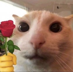 cat giving flower Meme Template