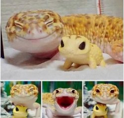 Happy Gecko Meme Template