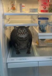 cat in fridge Meme Template