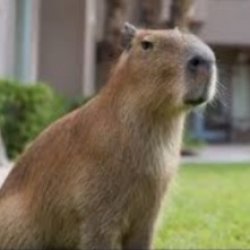 Masbro Capybara Meme Template