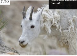 Goat Meme Template