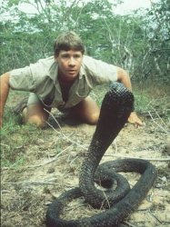 Steve irwin Meme Template