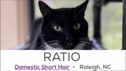 Ratio cat Meme Template