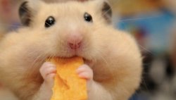 Hamster eating Meme Template