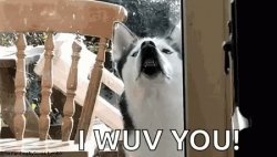 Dogo Meme Template