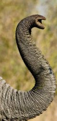 elephant trunk Meme Template