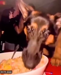 Dog consume food Meme Template
