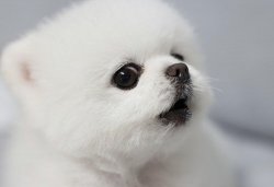 doggo Meme Template