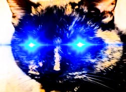 Overstimulated cat Meme Template