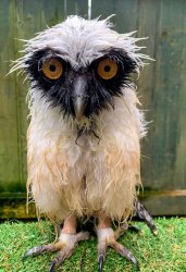 Wet owl Meme Template