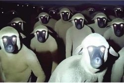 McSheeple Meme Template
