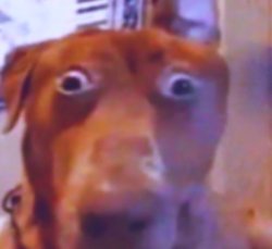 Dum doggo Meme Template