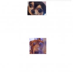 Smart doggo vs dum doggo Meme Template