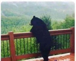 Contemplative Bear Meme Template