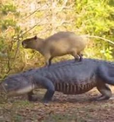 Capybara on a croc Meme Template