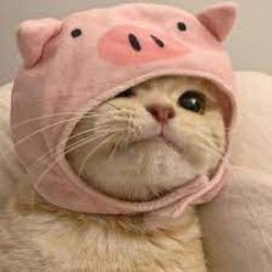 cute kitty in piggy hat Meme Template