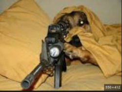 dog with gun Meme Template