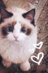 Taylor Swift’s cat Lover era Meme Template