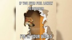 doge in walls Meme Template