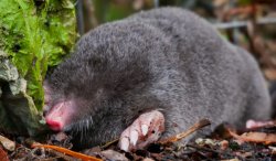 The Mar-a-Lago Mole Meme Template