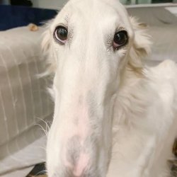 borzoi Meme Template