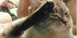 Saluting Cat Meme Template