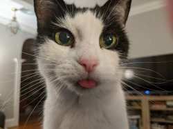 I blep therefore I am Meme Template