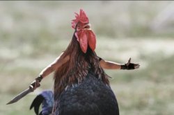angry chicken on google Meme Template