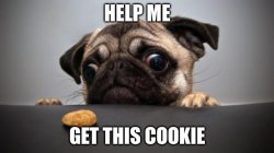 cookie pug Meme Template