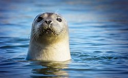 SEAL Meme Template