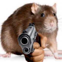 rat with gun Meme Template