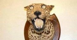 surprised leopard Meme Template