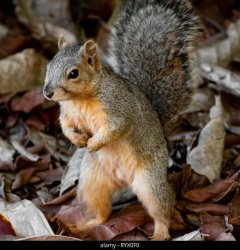 Squirrel Meme Template