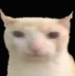 Neutral face cat Meme Template