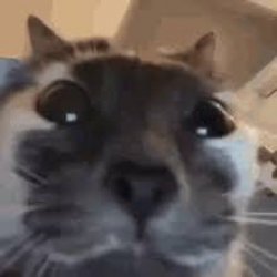 Interested cat Meme Template
