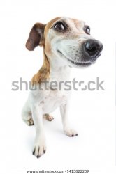 Funny Wenimechaindasama Rat Terrier Turi ip ip up Dog A A Folou Meme Template