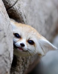 edgey fenc Meme Template